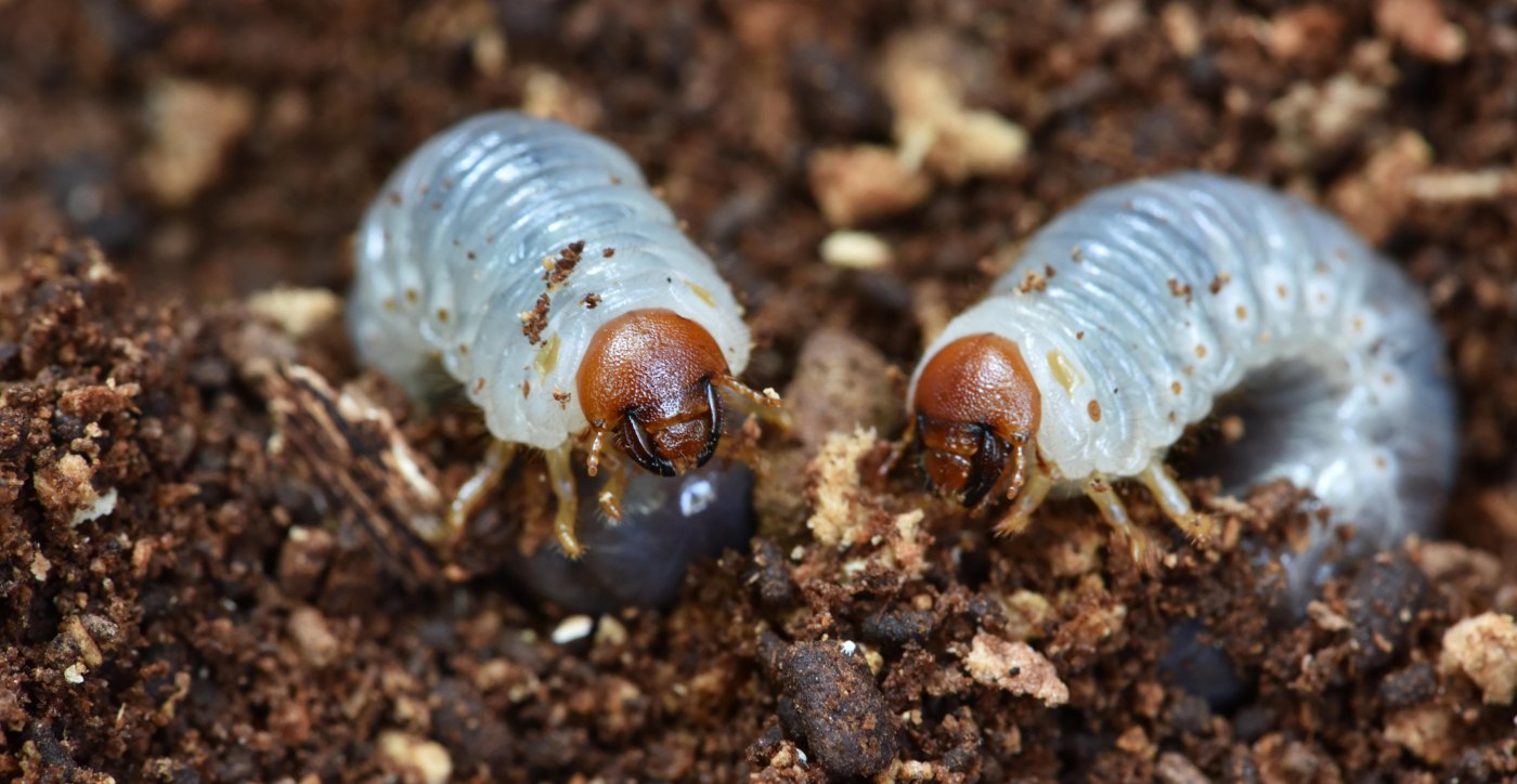 Are Grub Worms Bad For Dogs